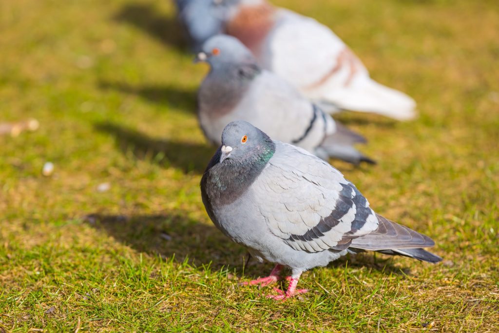 Bird pest control dubai